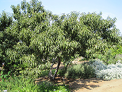 Common Peach (Prunus persica) at Stonegate Gardens
