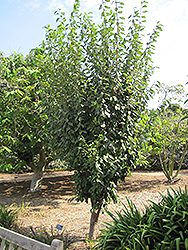 Burgundy Plum (Prunus 'Burgundy') at Stonegate Gardens