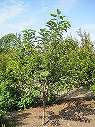 Royal Lee Cherry (Prunus avium 'Royal Lee') at Stonegate Gardens