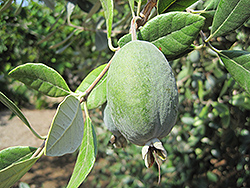 Triumph Pineapple Guava (Acca sellowiana 'Triumph') at Stonegate Gardens