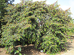 Satinleaf (Chrysophyllum oliviforme) at Stonegate Gardens