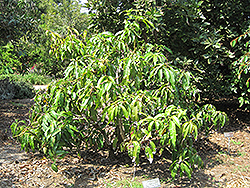 Mango (Mangifera indica) at Stonegate Gardens