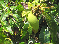 Mango (Mangifera indica) at Stonegate Gardens