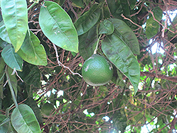 Chironja Orangelo (Citrus 'Chironja') at Stonegate Gardens