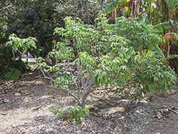 Spanish Lime (Melicoccus bijugatus) at Stonegate Gardens