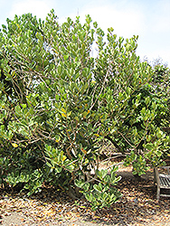 Madagascar Olive (Noronhia emarginata) at Stonegate Gardens
