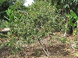 Common Guava (Psidium guajava) at A Very Successful Garden Center