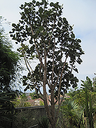 Broad-leaved Coral Tree (Erythrina latissima) at Stonegate Gardens