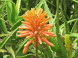 Kenyan Aloe (Aloe kedongensis) at Stonegate Gardens
