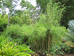 MacClure's Clumping Bamboo (Borinda macclureana) at Stonegate Gardens