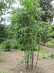 Timor Black Bamboo (Bambusa lako) at Stonegate Gardens