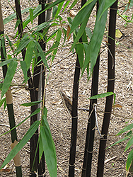 Timor Black Bamboo (Bambusa lako) at Stonegate Gardens