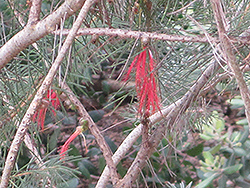Pine-leaved Bottlebrush (Callistemon pinifolius) at Stonegate Gardens