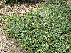 Fine-leaf Groundcover Myoporum (Myoporum parvifolium) at Stonegate Gardens