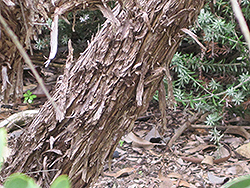 Australian Tea-Tree (Leptospermum laevigatum) at Stonegate Gardens