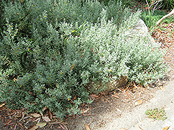 Tar Bush (Eremophila glabra) at Stonegate Gardens