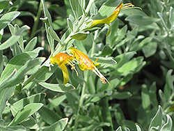 Tar Bush (Eremophila glabra) at Stonegate Gardens