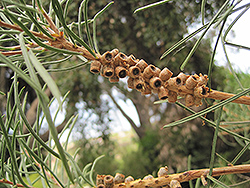 Pine-leaved Bottlebrush (Callistemon pinifolius) at Stonegate Gardens