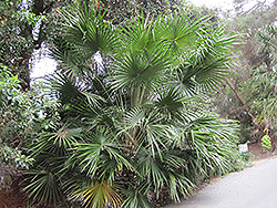 Australian Cabbage Palm (Livistona australis) at Stonegate Gardens