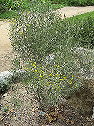Silver Leaf Cassia (Senna phyllodinea) at Stonegate Gardens