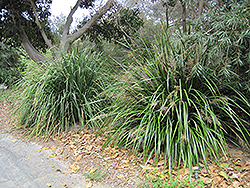 Mat Rush (Lomandra longifolia) at Lakeshore Garden Centres