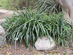 Tasred Flax Lily (Dianella tasmanica 'TR20') at Stonegate Gardens