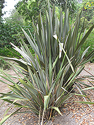 Rubra New Zealand Flax (Phormium tenax 'Rubra') at Stonegate Gardens