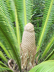 Mejia's Dioon (Dioon mejiae) at A Very Successful Garden Center