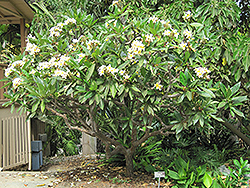 Common Frangipani (Plumeria rubra var. acutifolia) at Stonegate Gardens