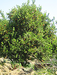 Valencia Orange (Citrus sinensis 'Valencia') at Stonegate Gardens