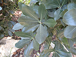 Cape Cheesewood (Pittosporum viridiflorum) at Stonegate Gardens