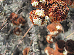 Eastern Mojave Buckwheat (Eriogonum fasciculatum var. foliolosum) at Stonegate Gardens