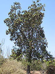 Santa Cruz Island Ironwood (Lyonothamnus floribundus ssp. aspleniifolius) at Stonegate Gardens