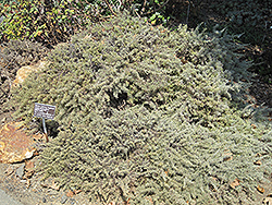 Montara California Sagebrush (Artemisia californica 'Montara') at Stonegate Gardens