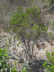 Baja California Birdbush (Ornithostaphylos oppositifolia) at Stonegate Gardens