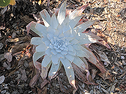 Chalk Dudleya (Dudleya pulverulenta) at A Very Successful Garden Center