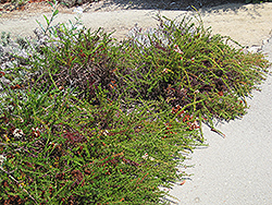 Dana Point Buckwheat (Eriogonum fasciculatum 'Dana Point') at Stonegate Gardens