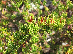 Dana Point Buckwheat (Eriogonum fasciculatum 'Dana Point') at Stonegate Gardens