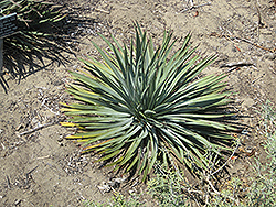 Chaparral Yucca (Hesperoyucca whipplei) at Stonegate Gardens