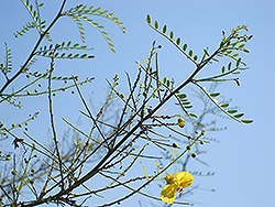 Desert Museum Palo Verde (Cercidium 'Desert Museum') at Lakeshore Garden Centres