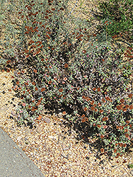 Red Buckwheat (Eriogonum grande var. rubescens) at Stonegate Gardens