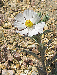Mojave Prickly Poppy (Argemone corymbosa) at Stonegate Gardens