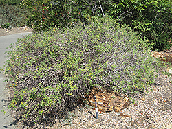 Black Sage (Salvia mellifera) at Stonegate Gardens