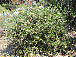 Jojoba (Simmondsia chinensis) at Stonegate Gardens