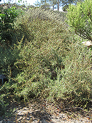 Four-wing Saltbush (Atriplex canescens) at Stonegate Gardens