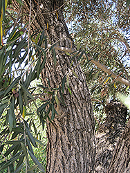 Common Olive (Olea europaea) at Stonegate Gardens