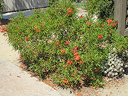 Crimson Flare Esperanza (Tecoma 'Crimson Flare') at Stonegate Gardens