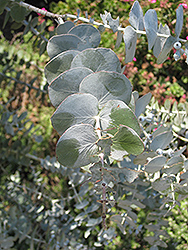 Baby Blue Silver-leaved Mountain Gum (Eucalyptus pulverulenta 'Baby Blue') at Stonegate Gardens