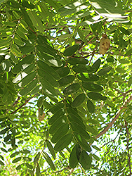 Tipu Tree (Tipuana tipu) at Stonegate Gardens