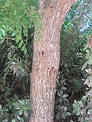Tipu Tree (Tipuana tipu) at Stonegate Gardens